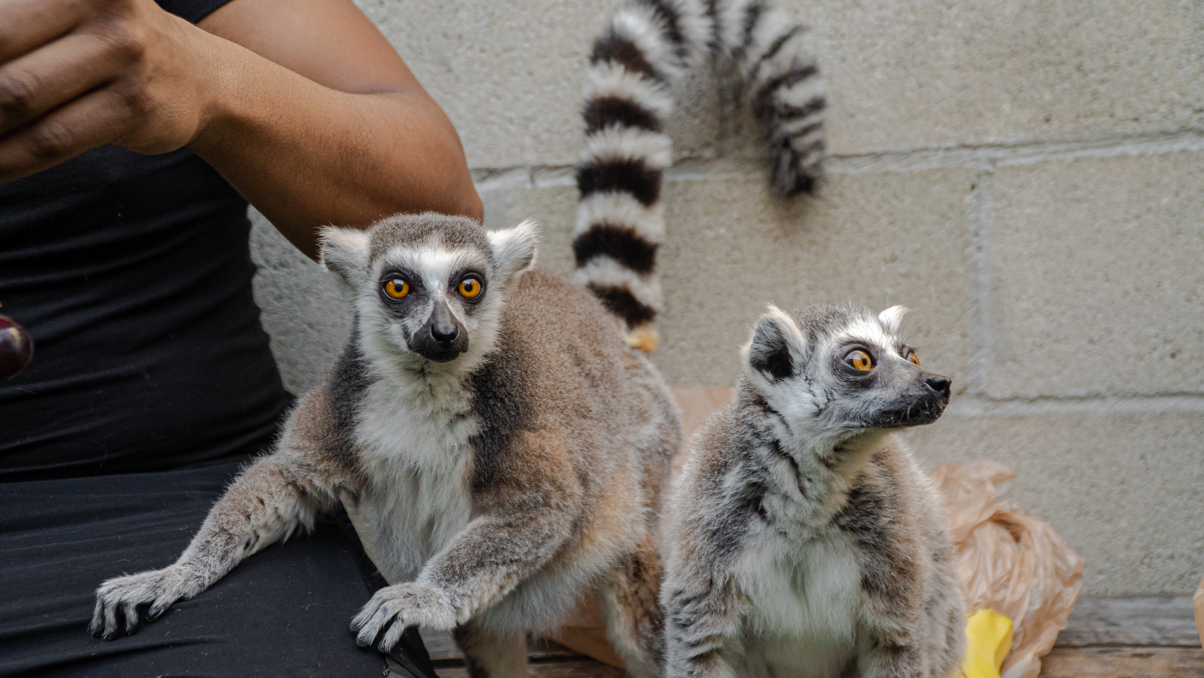 Meet Our Animals – Florida Madagascar Zoo